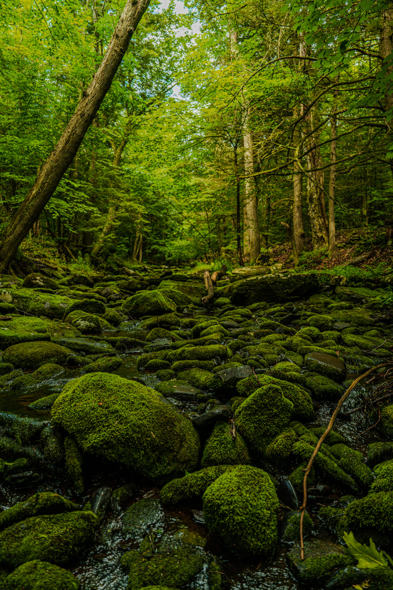 2406-01-kaaterskill-falls-005