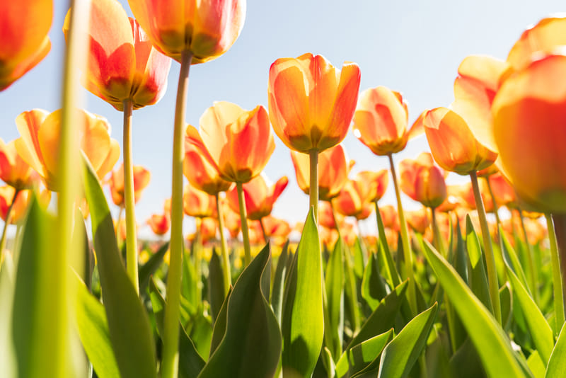 2504-01-holland-ride-farms-099