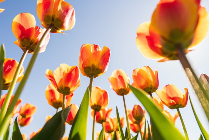 2504-01-holland-ride-farms-106