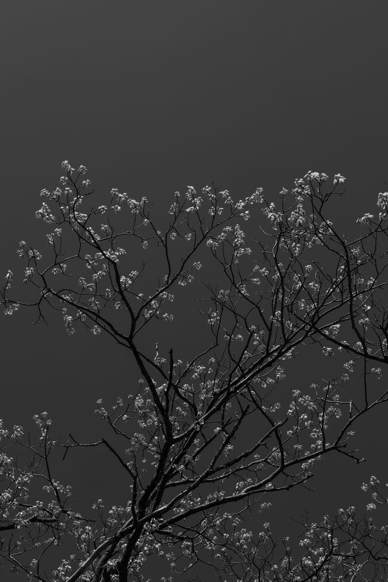 2505-01-shenandoah-national-park-036