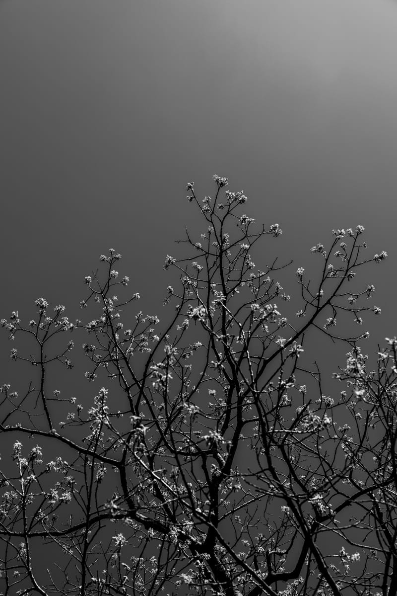 2505-01-shenandoah-national-park-037