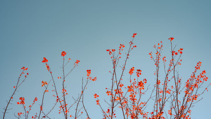 2510-01-white-mountain-national-forest-110