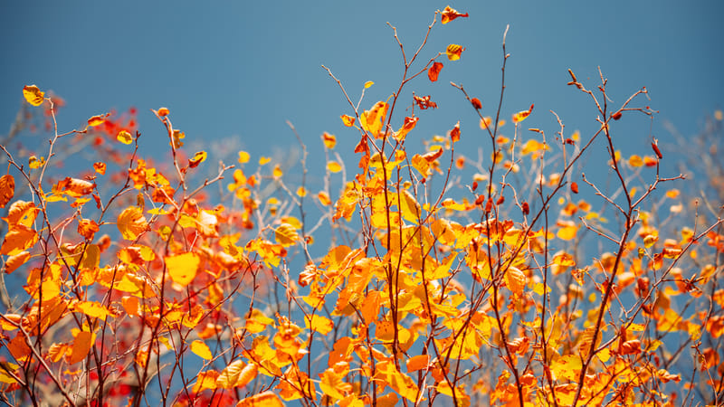 2510-01-white-mountain-national-forest-112