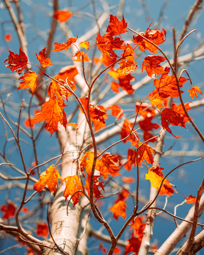 2510-01-white-mountain-national-forest-118